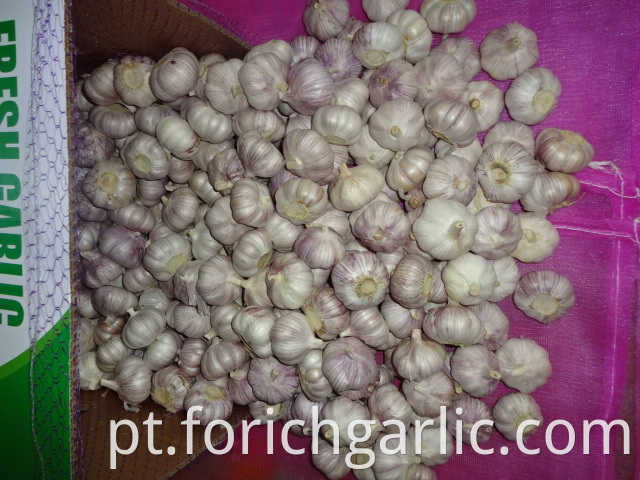 2019 Fresh Garlic Jinxiang